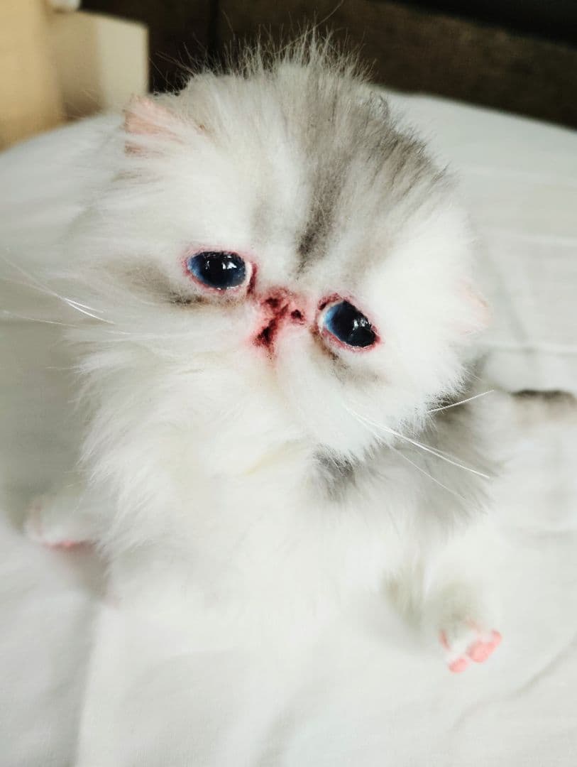 生後10日♡くりくりオメメの子猫ちゃん♡アートドール♡ぬいぐるみ♡