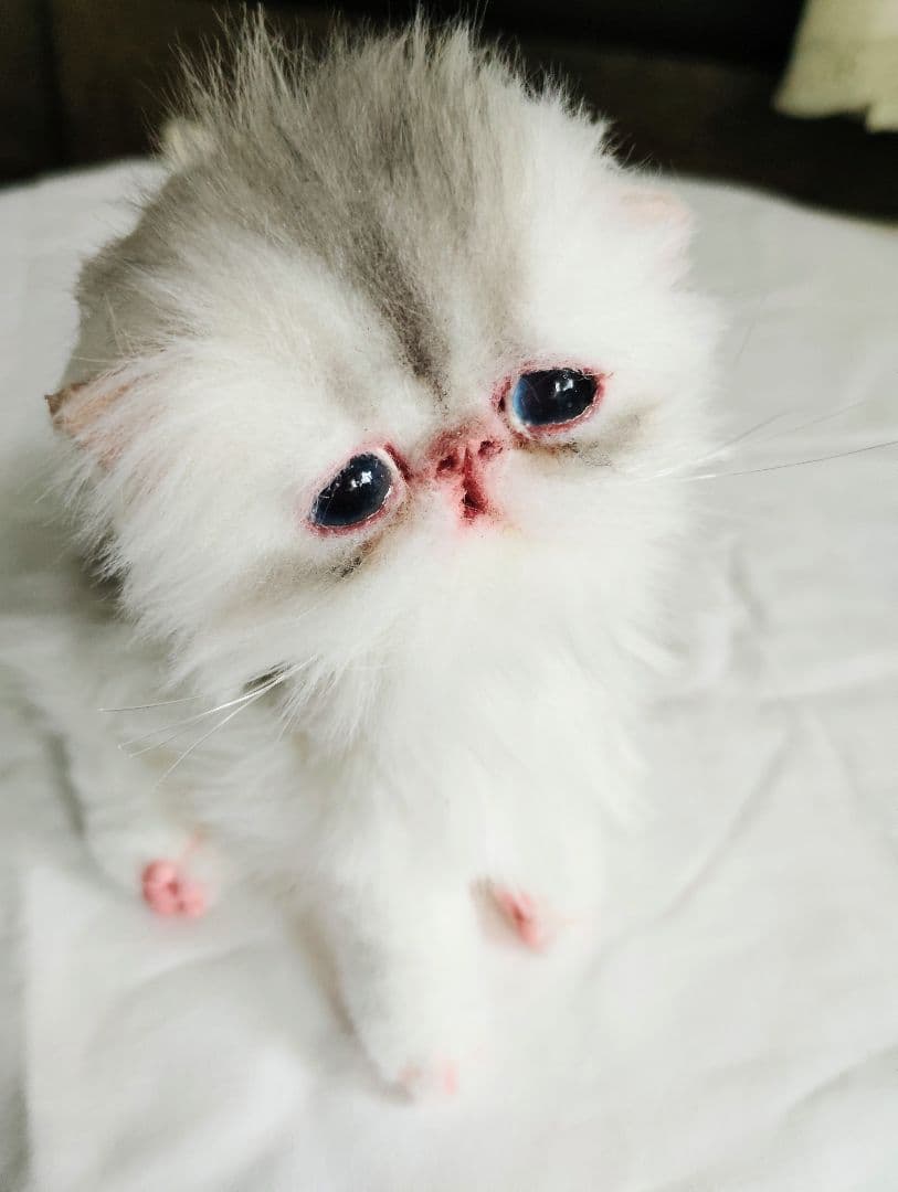 生後10日♡くりくりオメメの子猫ちゃん♡アートドール♡ぬいぐるみ♡