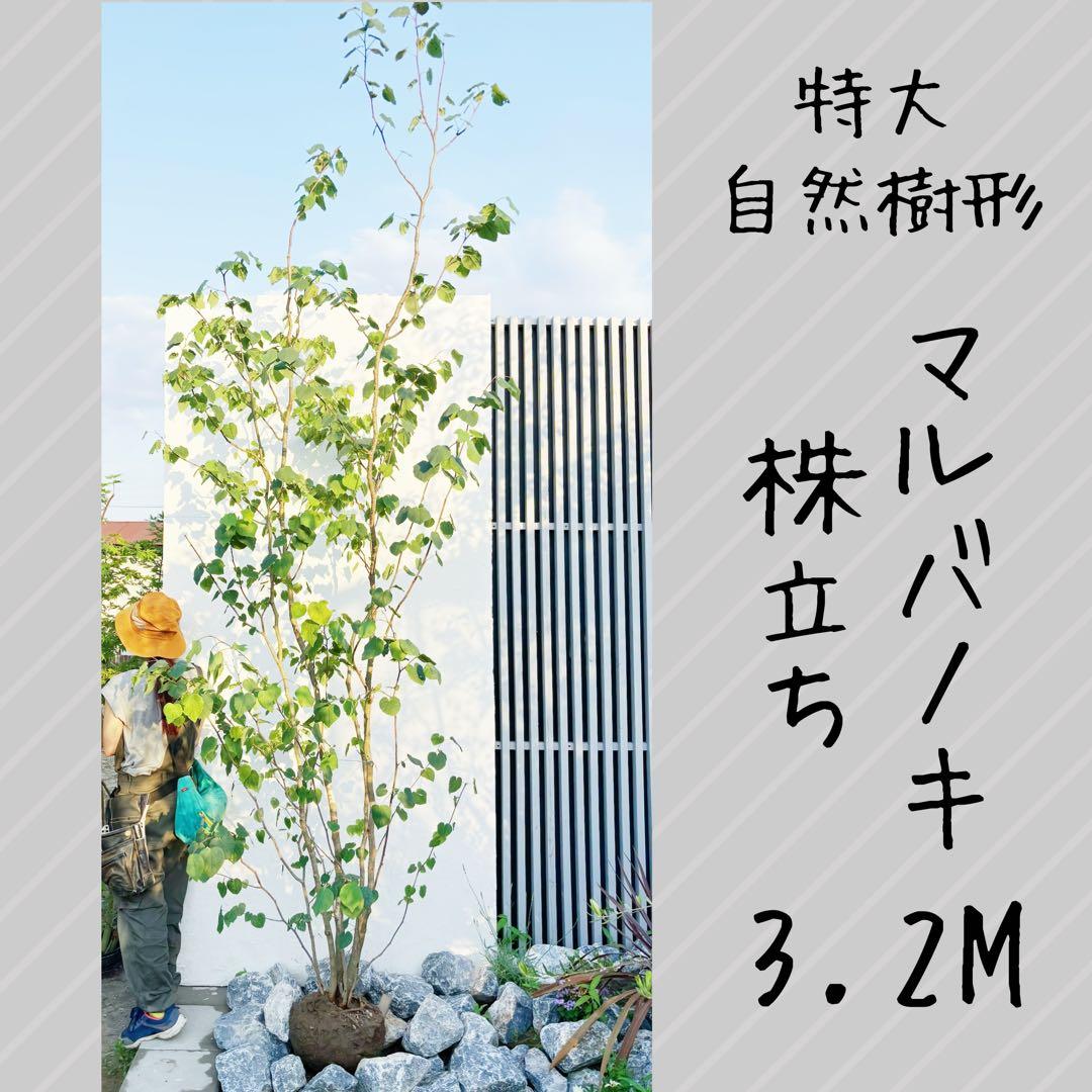 逸品。特大自然樹系 マルバノキ株立ち3.2M(鉢底から)
