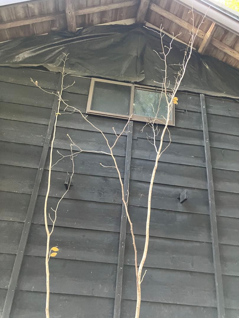 赤花　マンサク