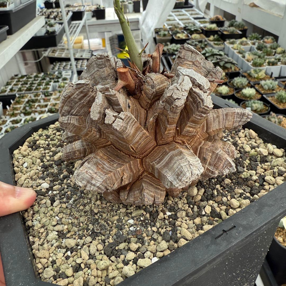 多肉植物 アフリカ亀甲竜 真丸！美株 11.5cmぐらい 宅急便鉢そのまま発送