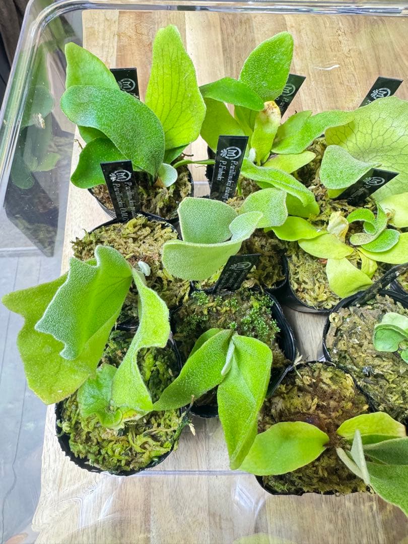 ビカクシダ　16種　③