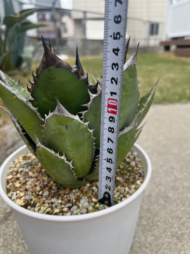 アガベ　ブラックファイヤー　極上株　外管理　発根済み