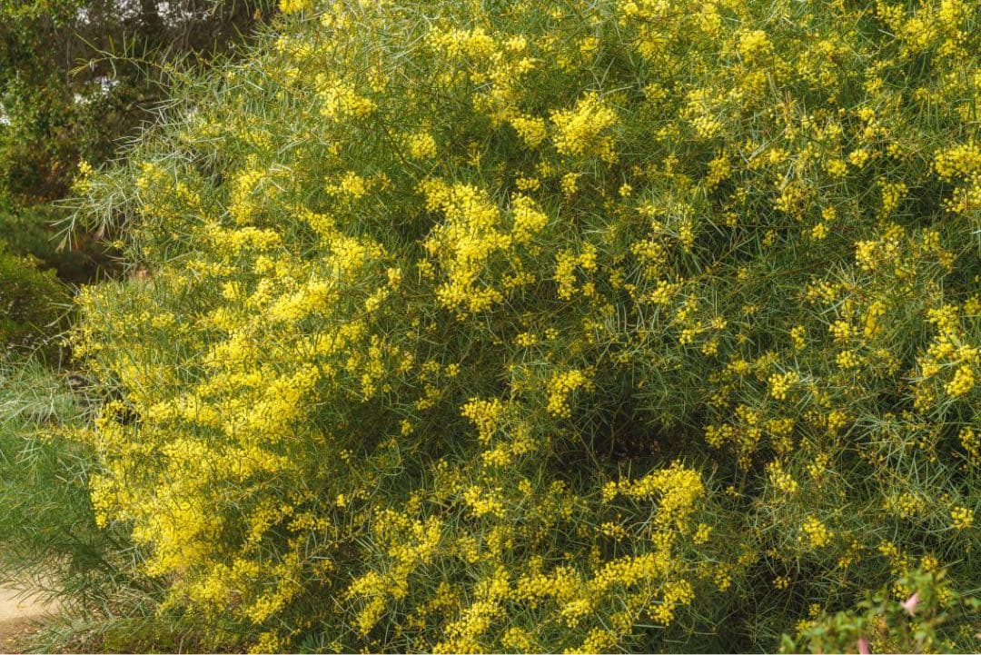 1点物で横幅100㎝花芽たくさん付いてるアカシア・テレサ12号鉢