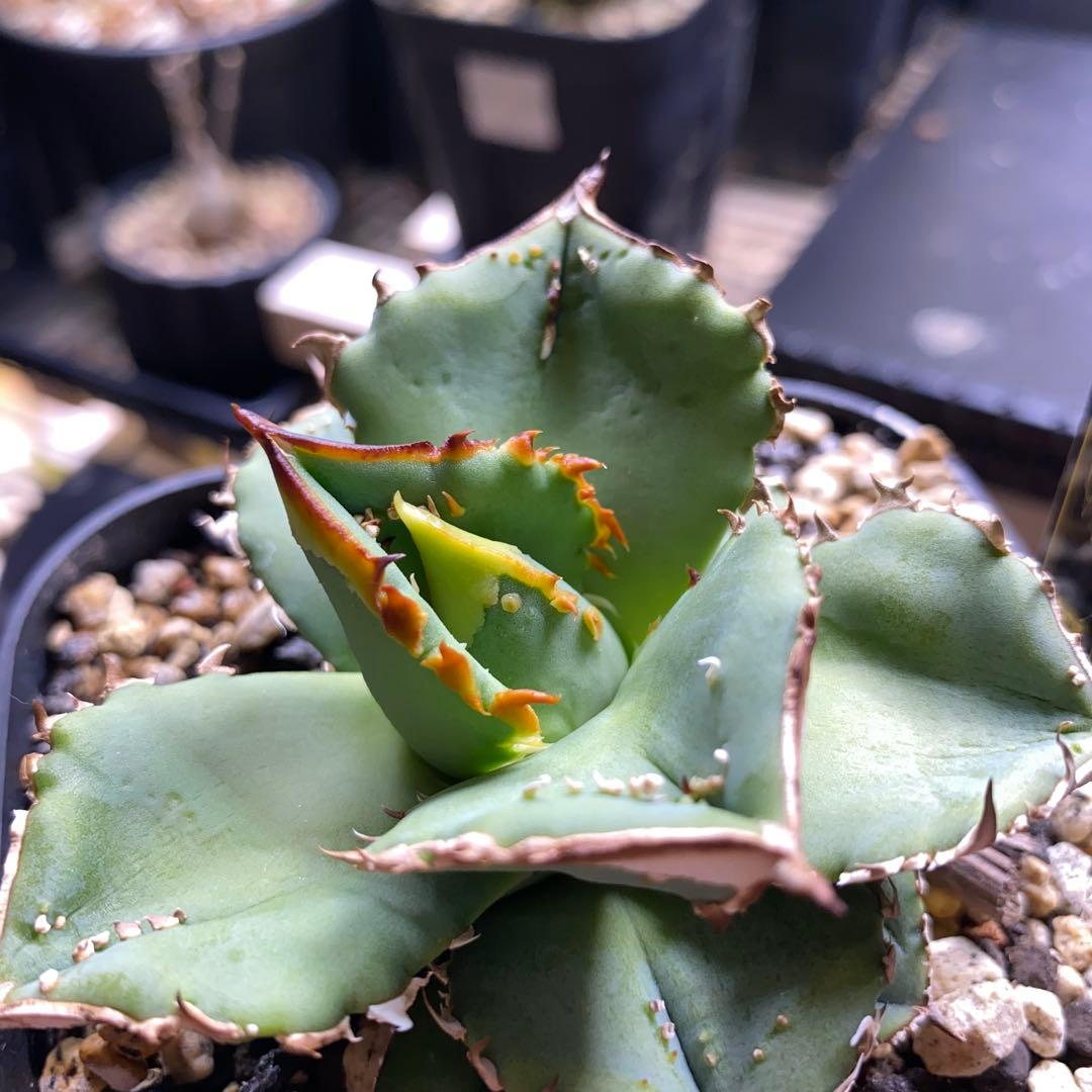 アガベ　鰐亀　表裏　ブツブツ　トゲトゲ　バンド幅も来てます