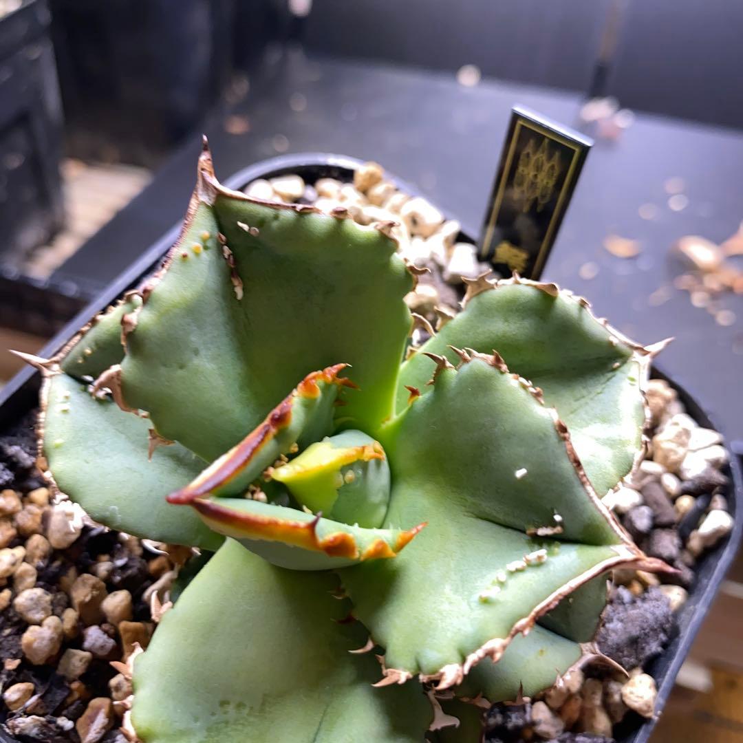 アガベ　鰐亀　表裏　ブツブツ　トゲトゲ　バンド幅も来てます