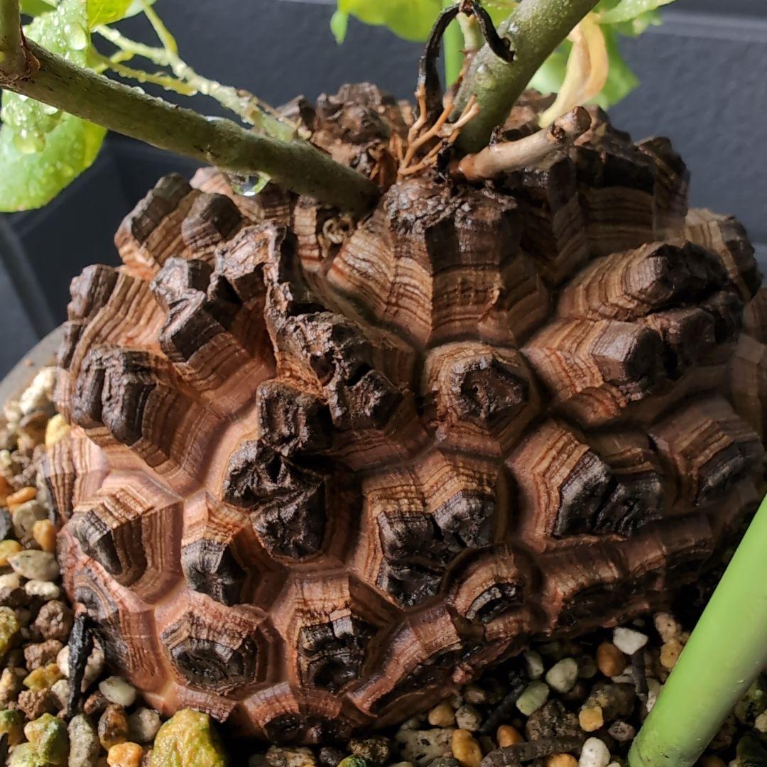 実生Dioscorea elephantipes アフリカ亀甲竜　鉢径16センチ