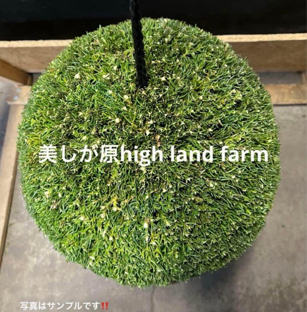 杉玉　約30センチ　ワイヤーで ‼️お客様ご注文品♪