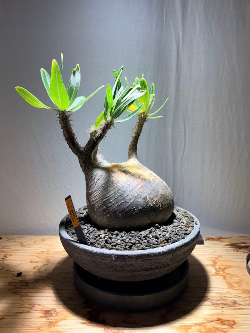 パキポディウム　グラキリス　現地球 発根済み みやび鉢