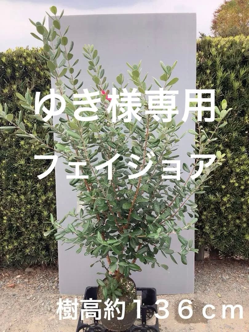 7-28果樹【ゆき　フェイジョア】樹高約136cm【送料込み】