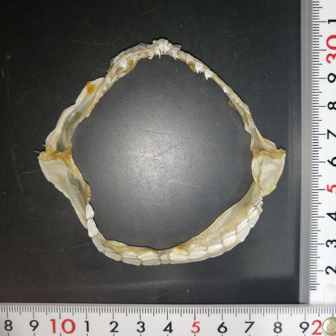 カグラザメ　歯　顎　標本　A3