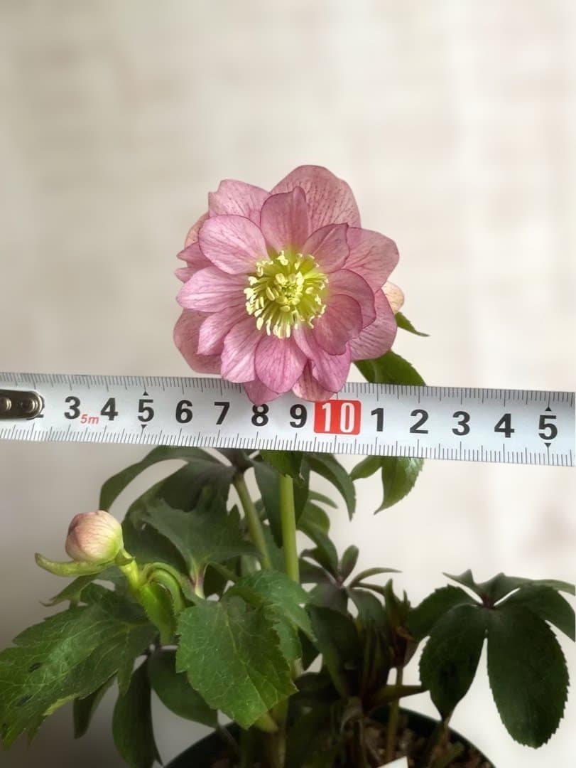 オキシ系　クリスマスローズ　華やか