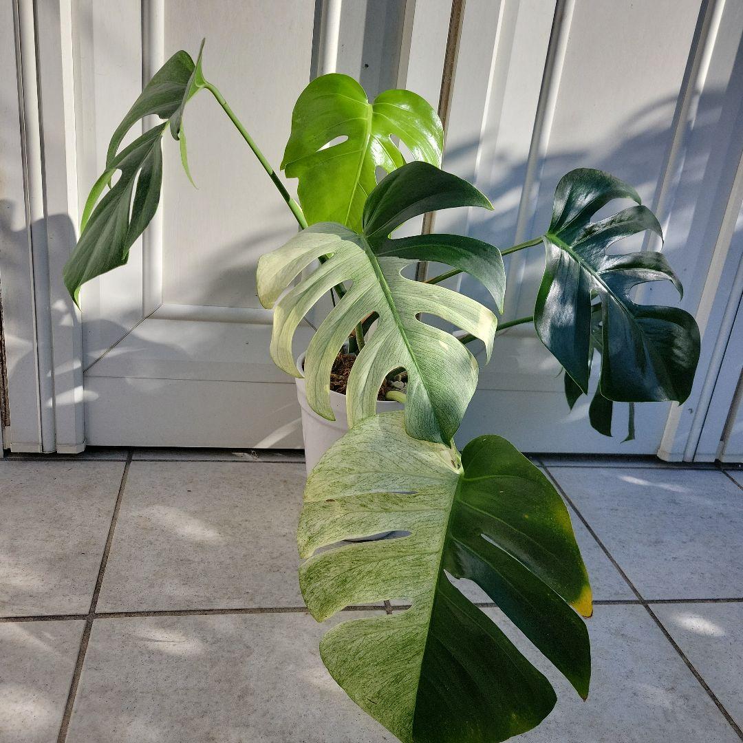 斑入りモンステラ「スフィンクストップカット激レア」