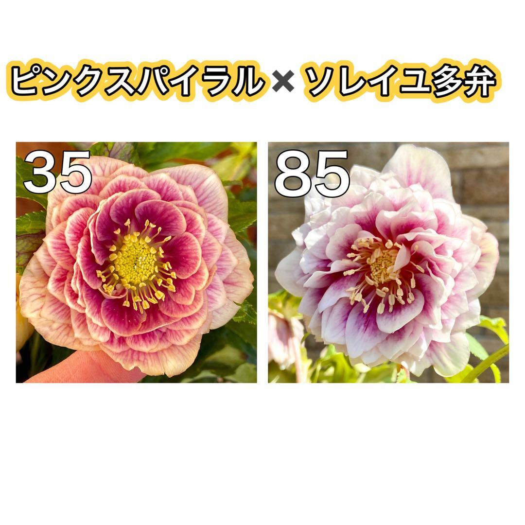 ピンクスパイラル×多弁ソレイユ★クリスマスローズ苗