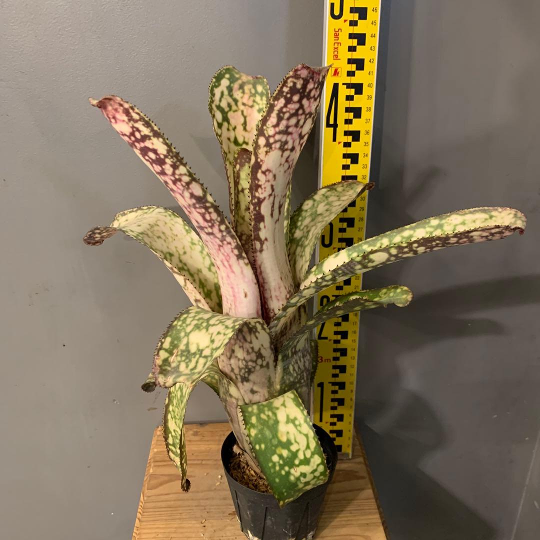 ビルベルギア アリベラ