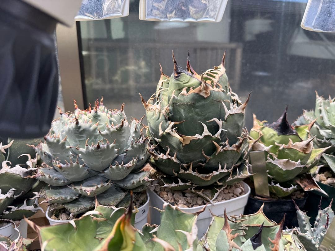 Collection オテロイ / 購入時名称スーパーチタノタ 悪魔くん