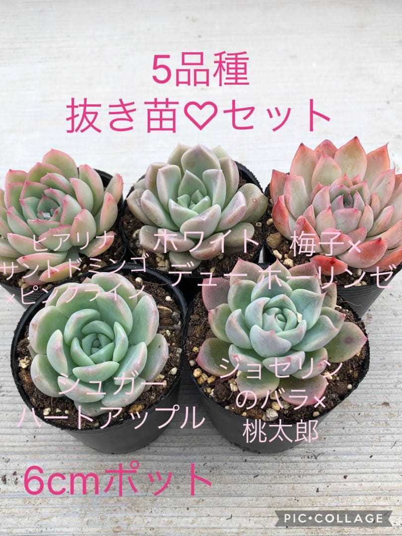 多肉植物 5品種♡抜き苗セット