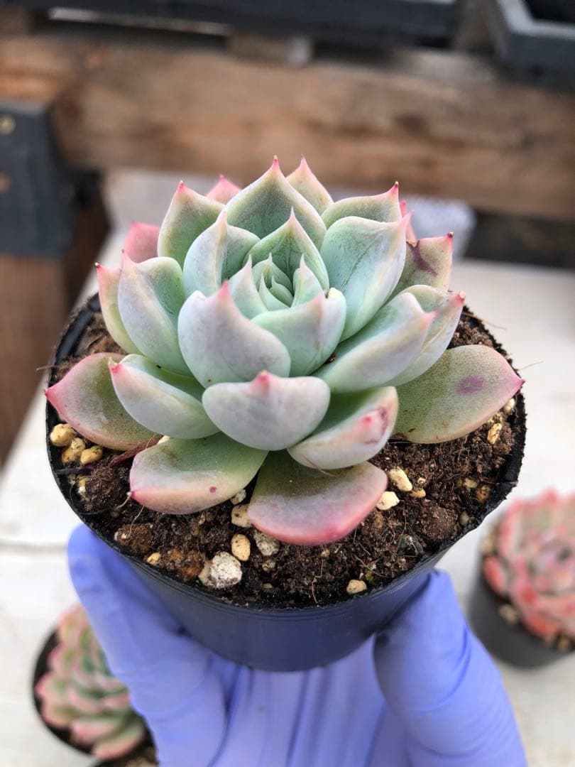 多肉植物 5品種♡抜き苗セット