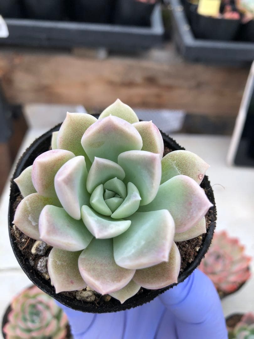 多肉植物 5品種♡抜き苗セット