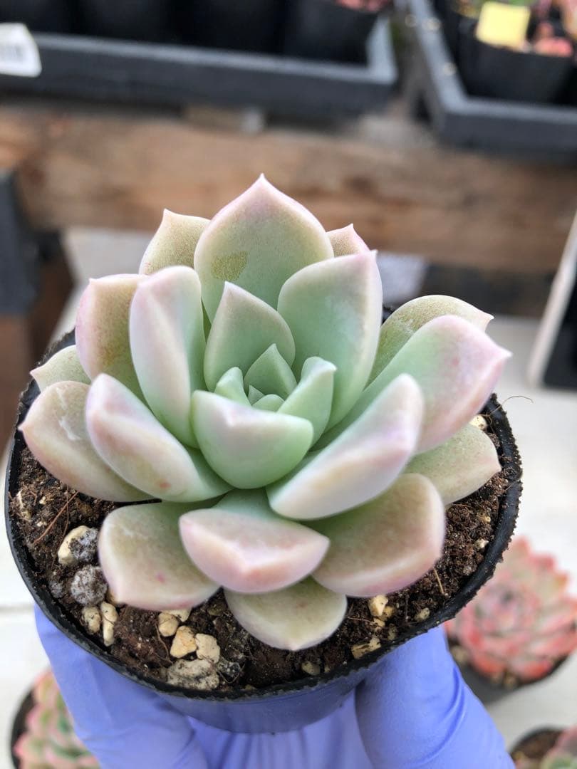 多肉植物 5品種♡抜き苗セット