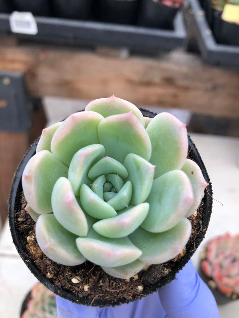 多肉植物 5品種♡抜き苗セット