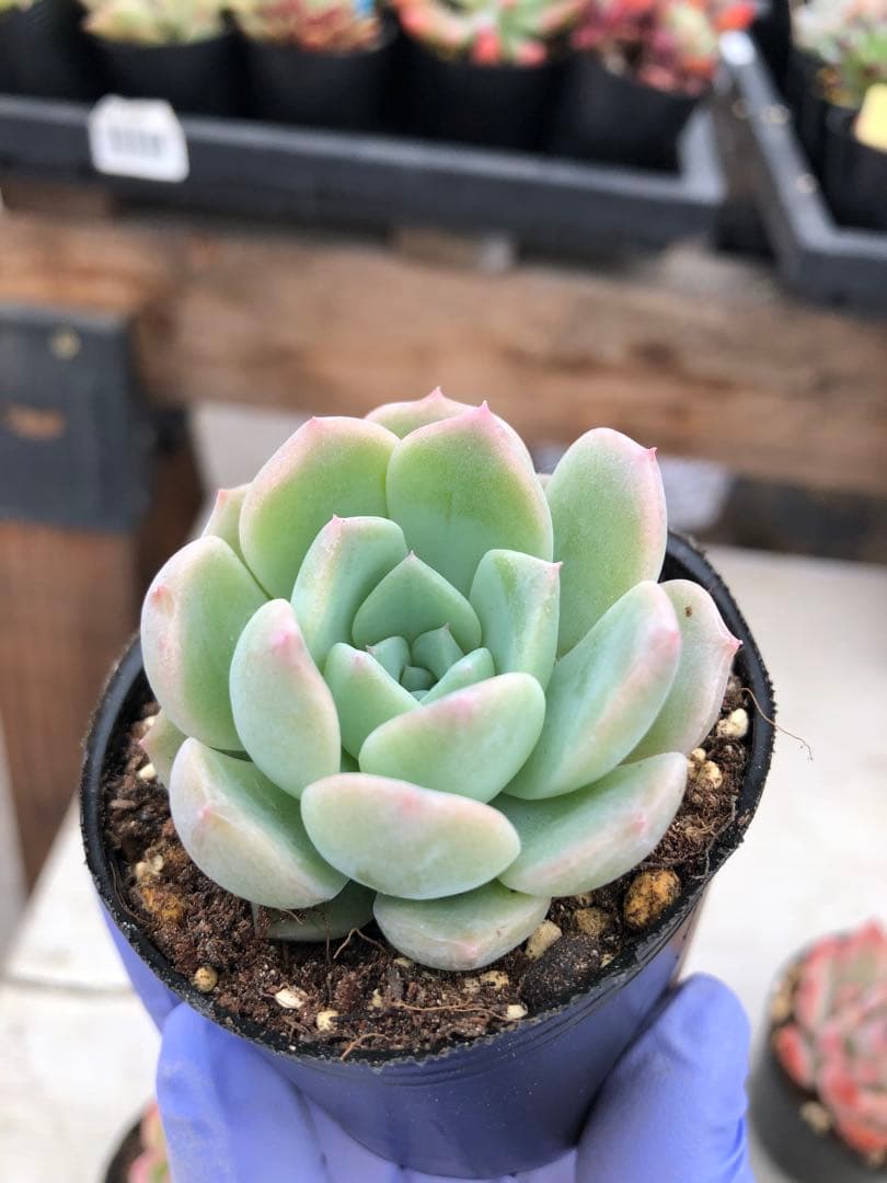 多肉植物 5品種♡抜き苗セット