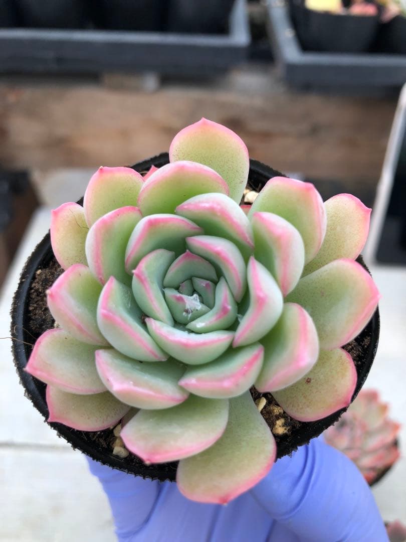 多肉植物 5品種♡抜き苗セット