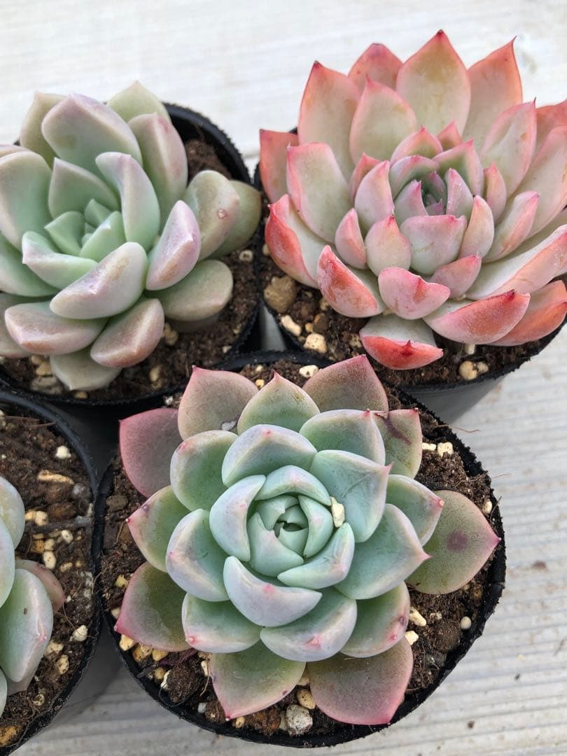 多肉植物 5品種♡抜き苗セット