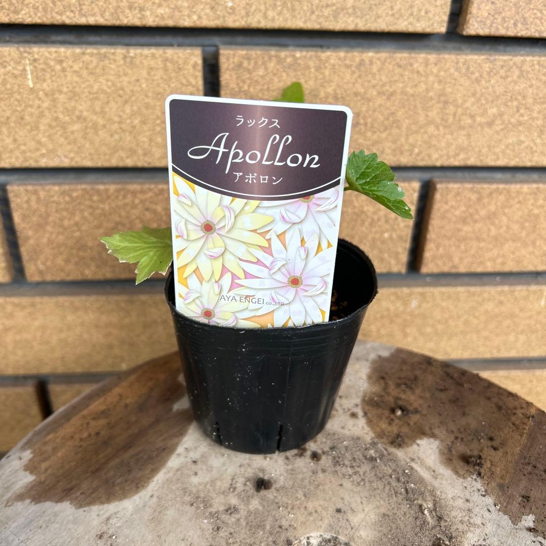 ラナンキュラスラックス4品種