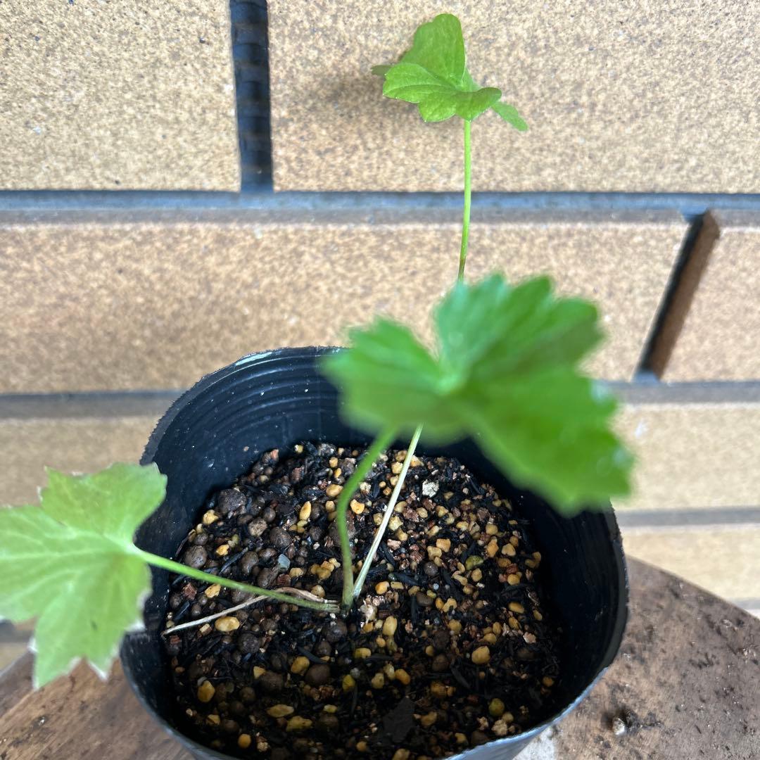 ラナンキュラスラックス4品種