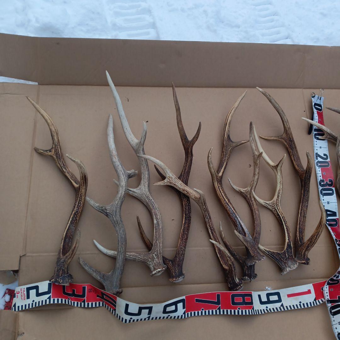 ク*ト様 鹿の角 犬のおもちゃ 工芸品などにどうぞ ２２番