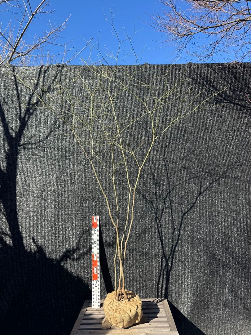 山採り　ヤマモミジ　株立ち　美幹　自然樹形　【品番3526】