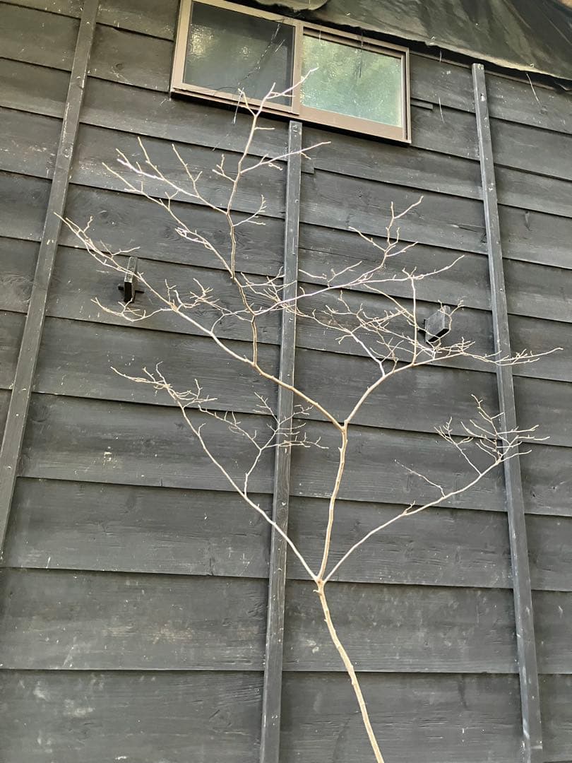 90 山採り　ナツハゼ