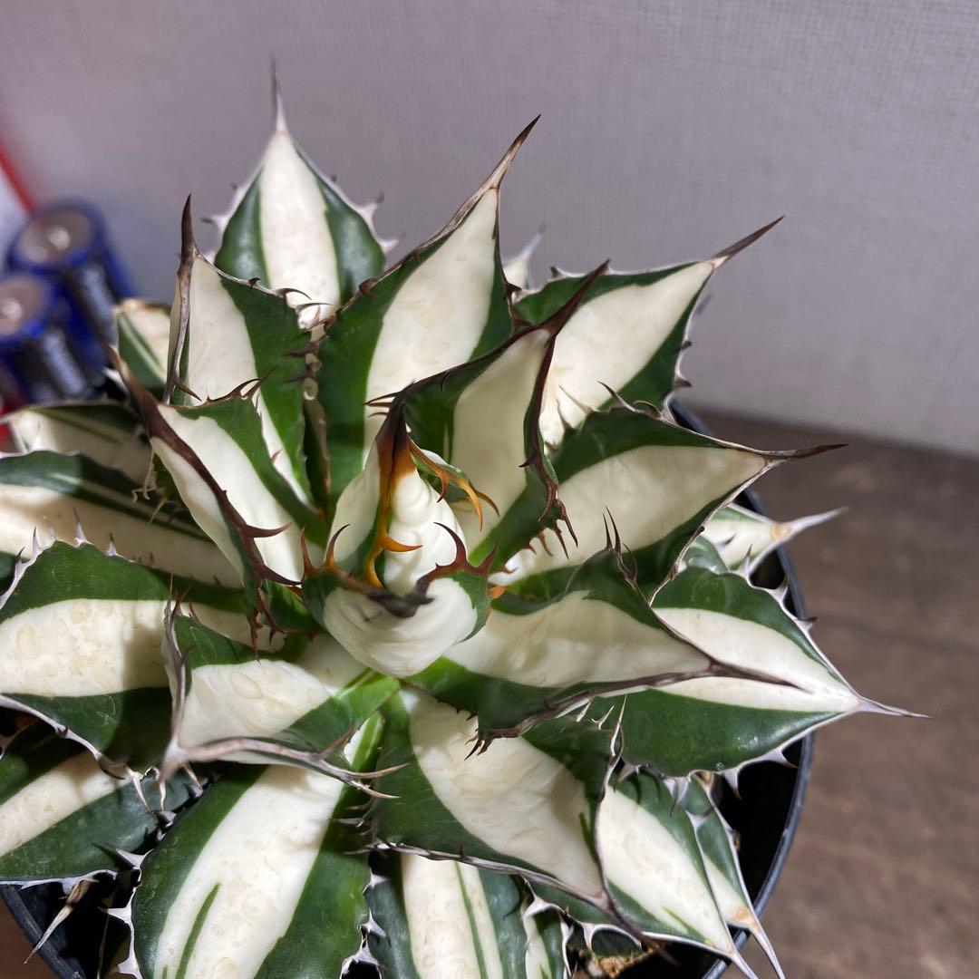 アガベ　ホリダ　白中斑　極上限定2