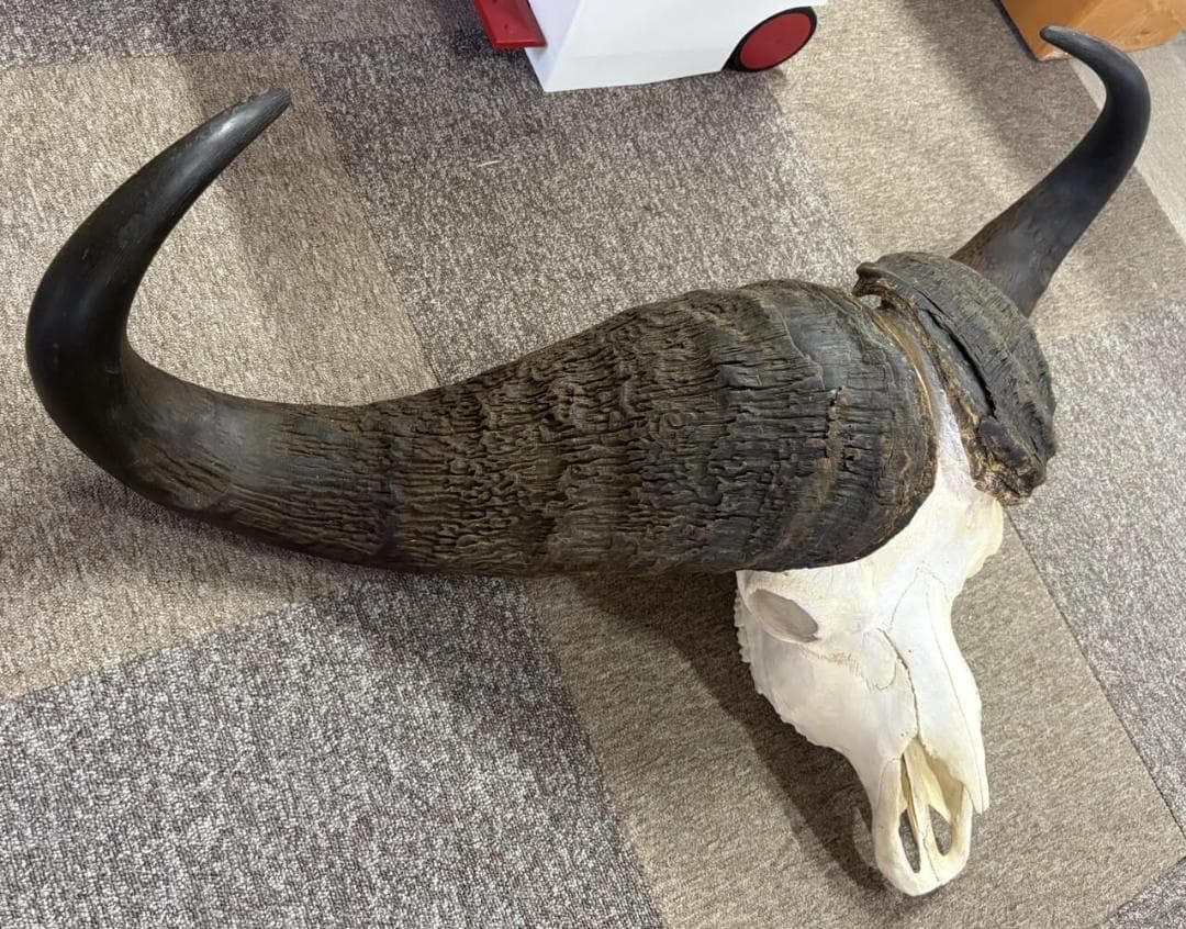 モンスターサイズ！ 103 cm！ ケープバッファロー スカルホーン