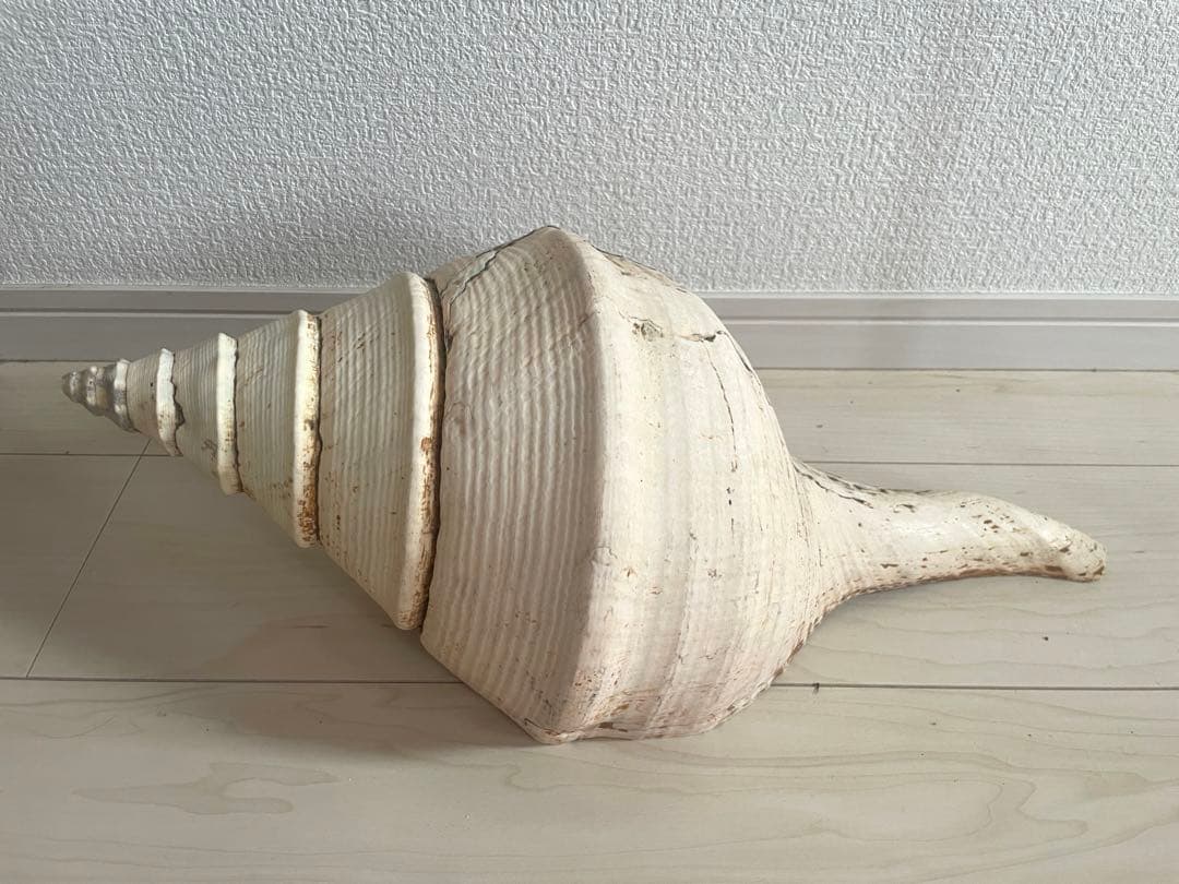 【天然法螺貝 】50cm ／2.4キロ　ホラ貝 貝殻 大きい　インテリア