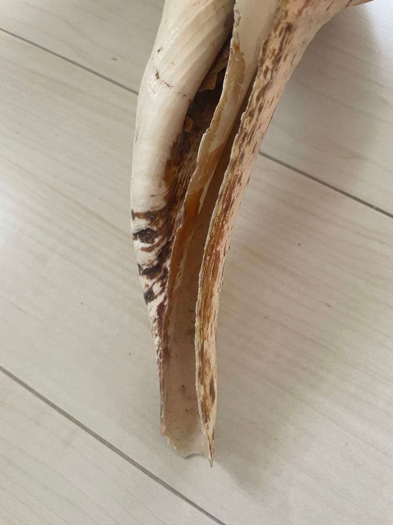 【天然法螺貝 】50cm ／2.4キロ　ホラ貝 貝殻 大きい　インテリア