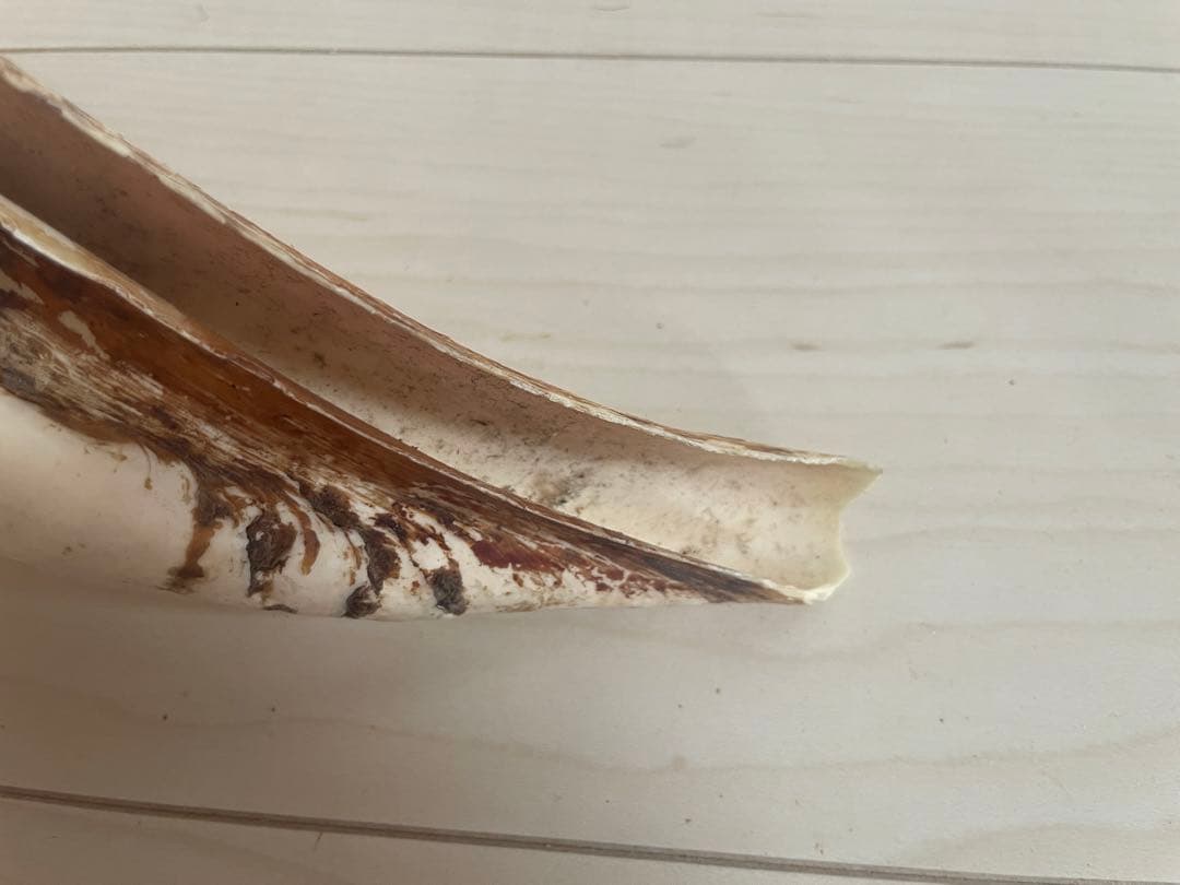 【天然法螺貝 】50cm ／2.4キロ　ホラ貝 貝殻 大きい　インテリア