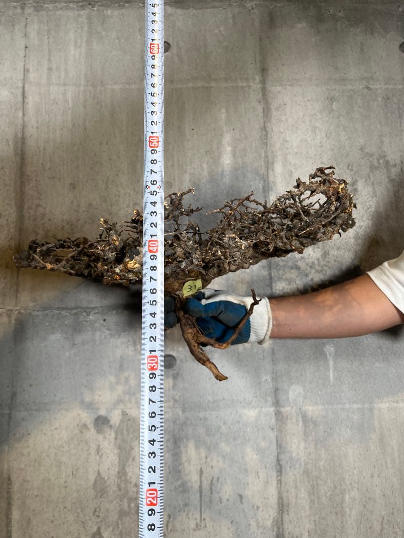 S*e様 31 コミフォラ sp エイル ソマリア産 超美樹形 超大株 鮮度抜群