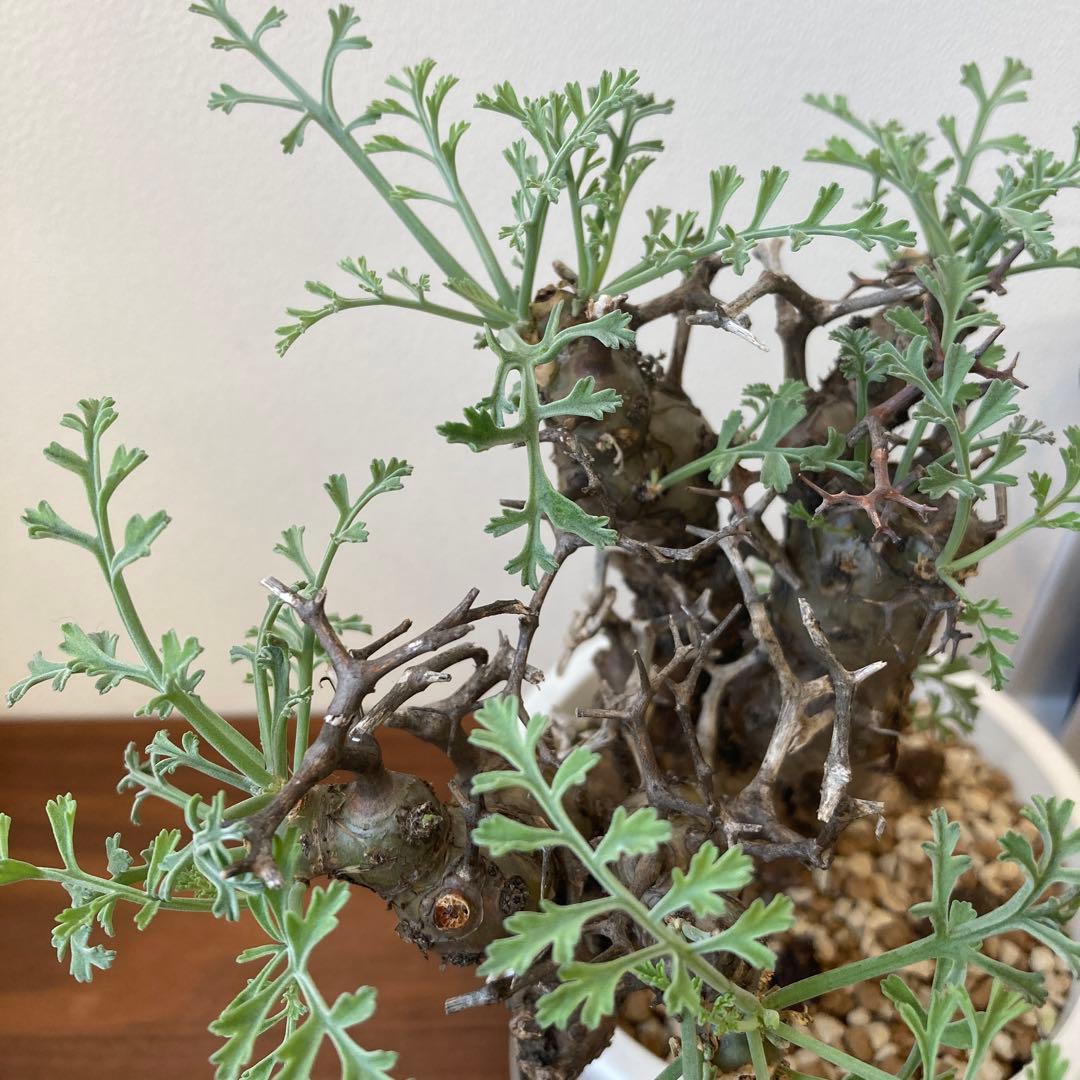 ペラルゴニウム・クリズミフォリウム②