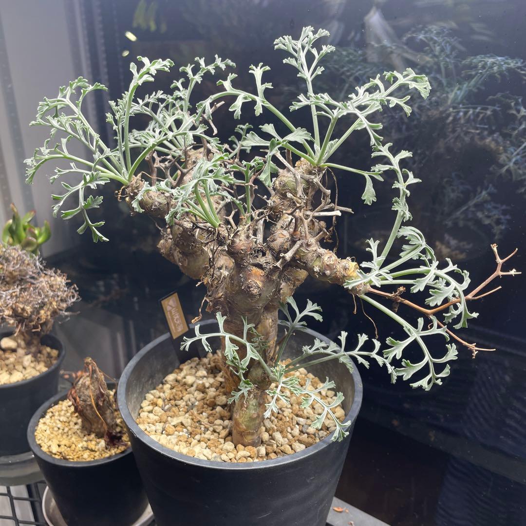 ペラルゴニウム・クリズミフォリウム②