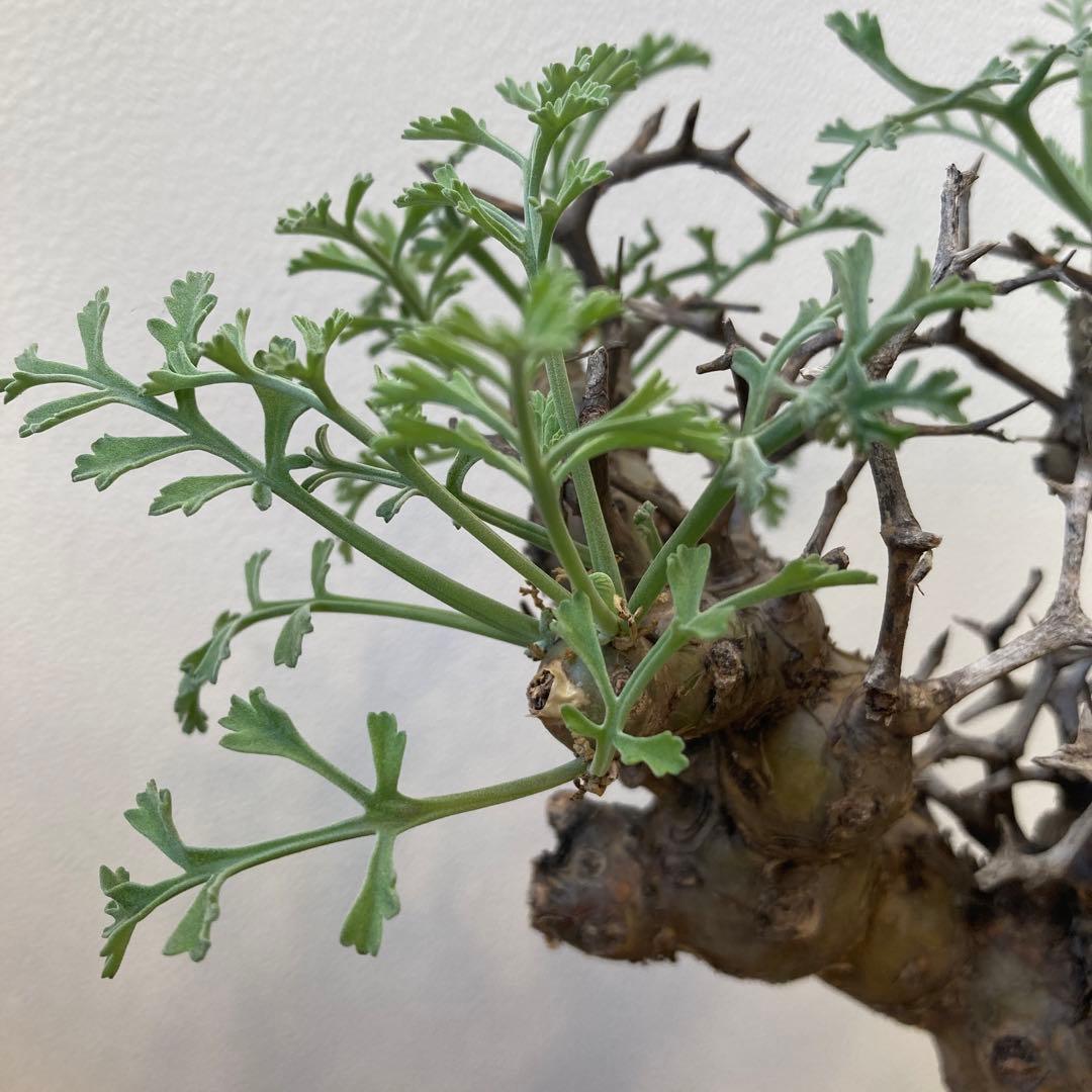 ペラルゴニウム・クリズミフォリウム②