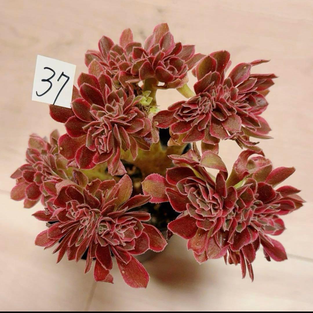 37#多肉植物アエオニウム錦❤️ピンクウィッチセッカ❤️14cm 拔き苗