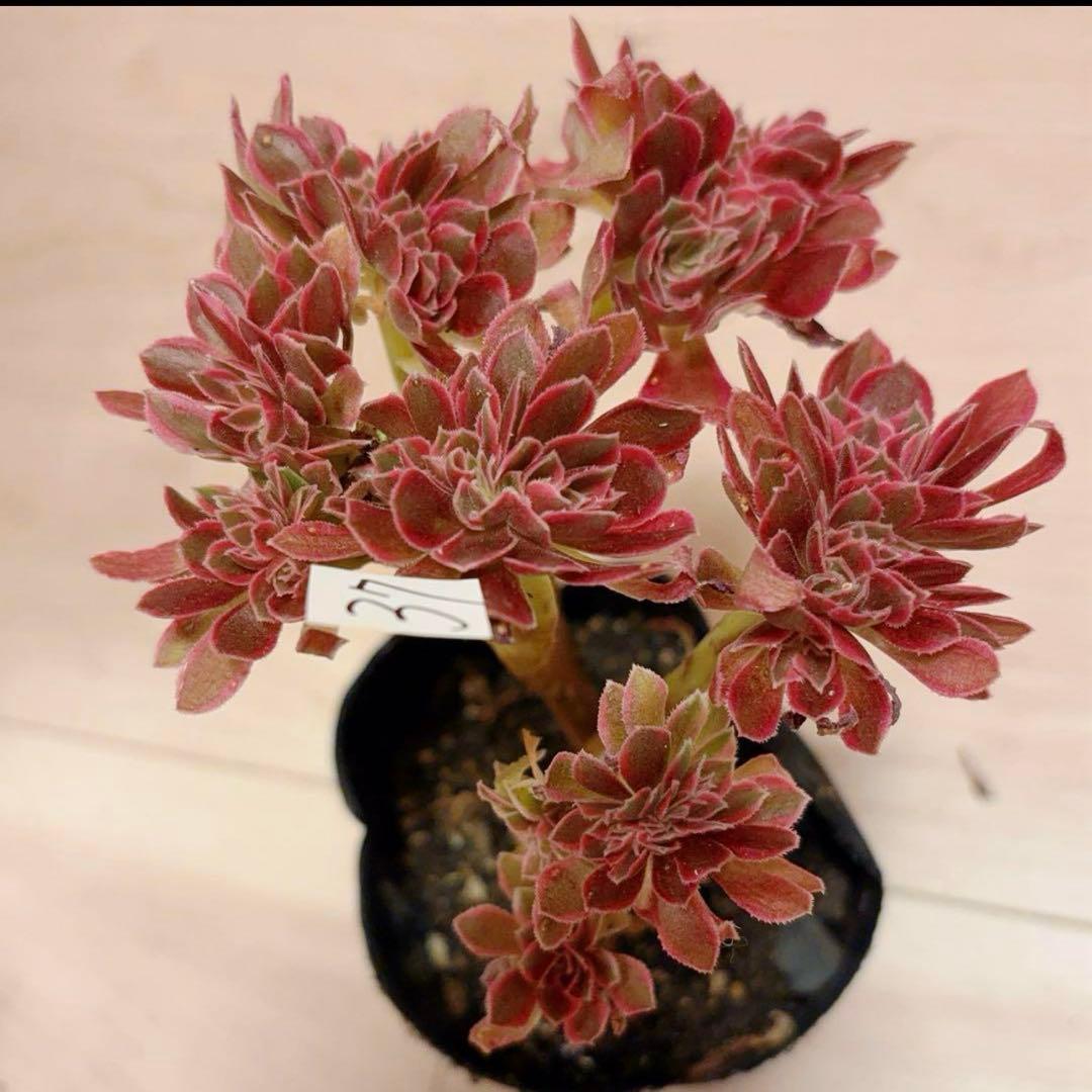 37#多肉植物アエオニウム錦❤️ピンクウィッチセッカ❤️14cm 拔き苗