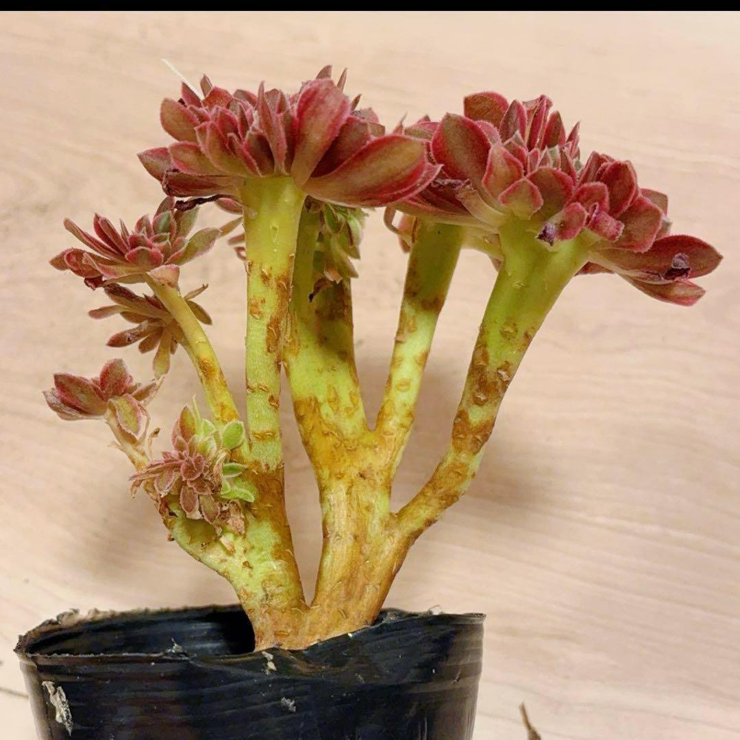 37#多肉植物アエオニウム錦❤️ピンクウィッチセッカ❤️14cm 拔き苗