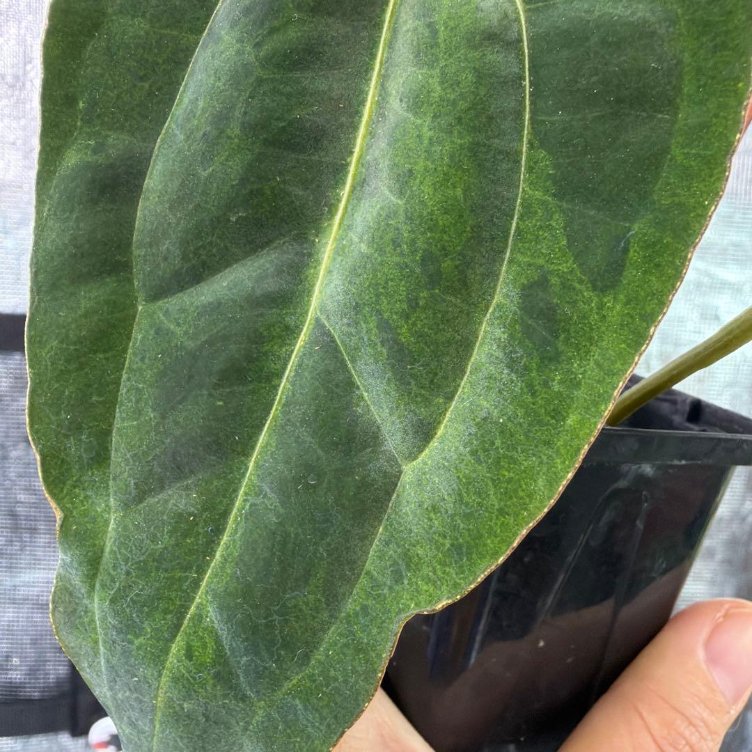 斑入りアンスリウム　札落ち　Anthurium