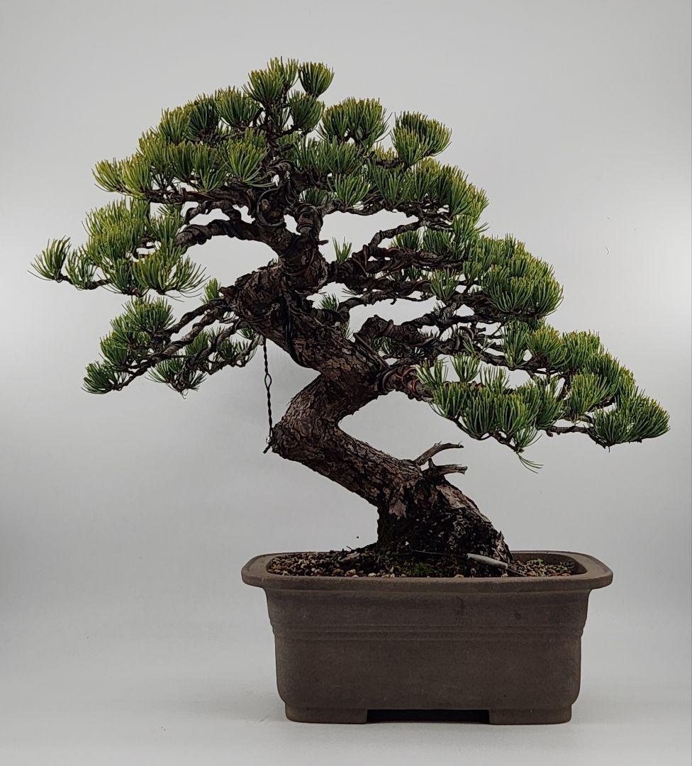 お正月セール 10日まで 中品 懸崖 接五葉松盆栽 五葉松盆栽 真柏盆栽 懸崖