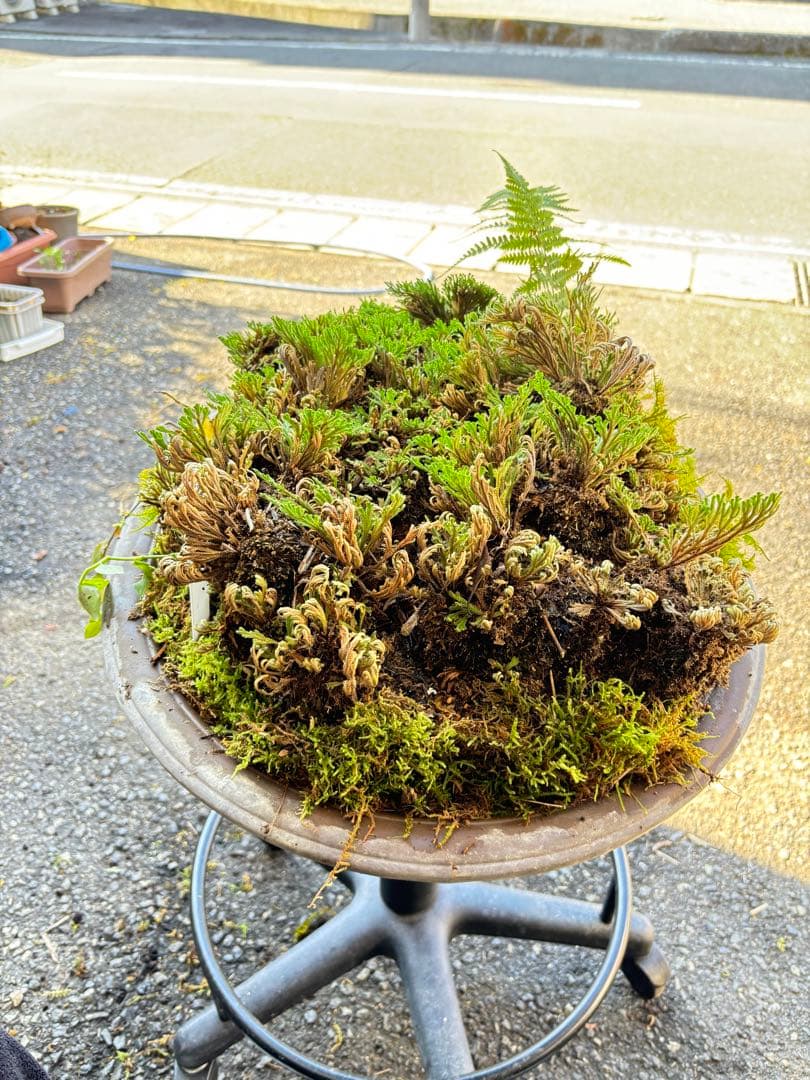 ＮＯ１７ イワヒバ(岩松) 鹿児島 南薩摩半島 霧島 産 最高級品 投げ売り