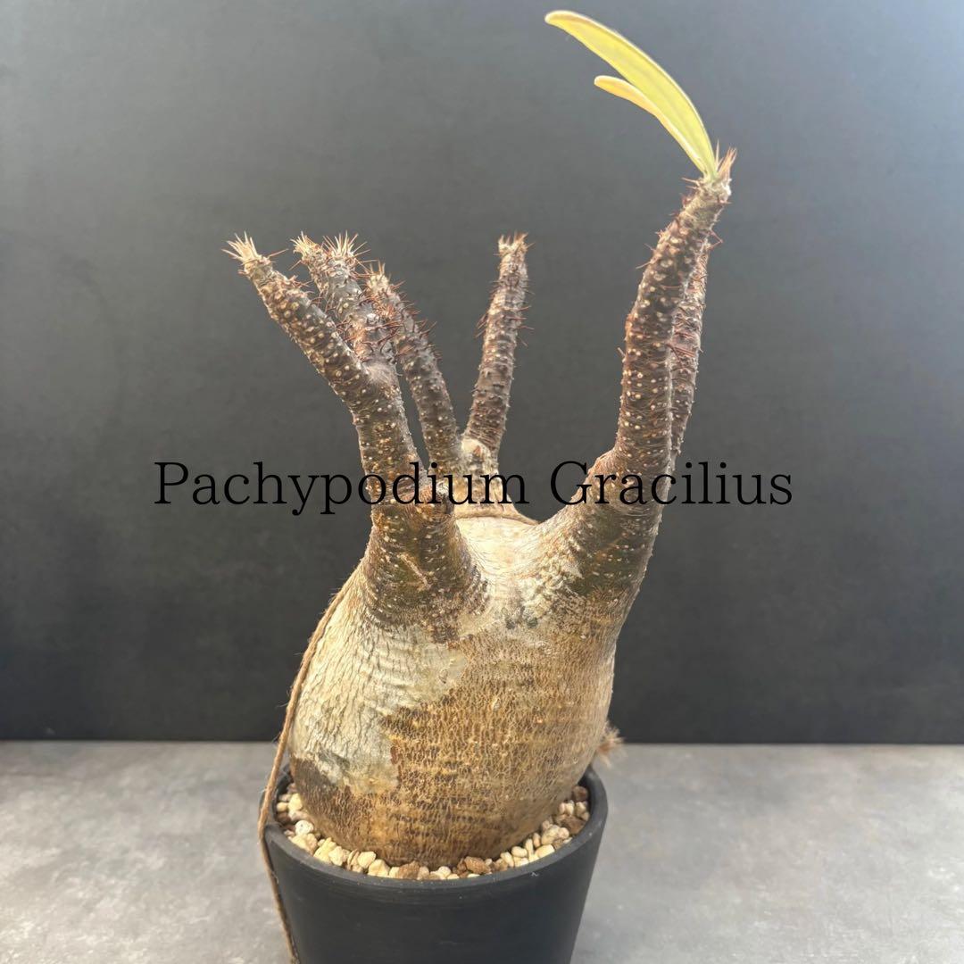 発根済 パキポディウム グラキリス 現地球 良型 塊根植物 コーデックス　NO3