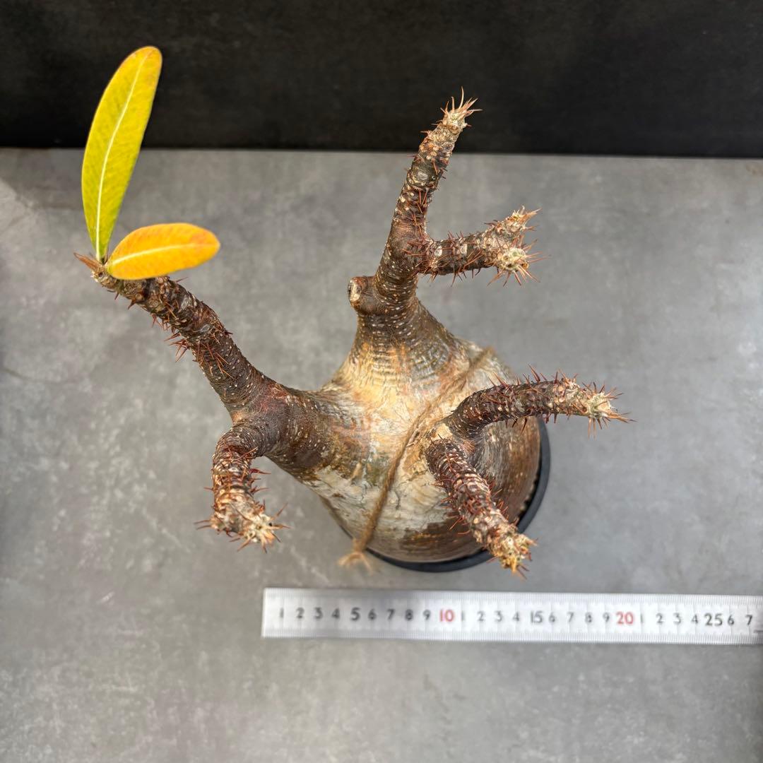 発根済 パキポディウム グラキリス 現地球 良型 塊根植物 コーデックス　NO3